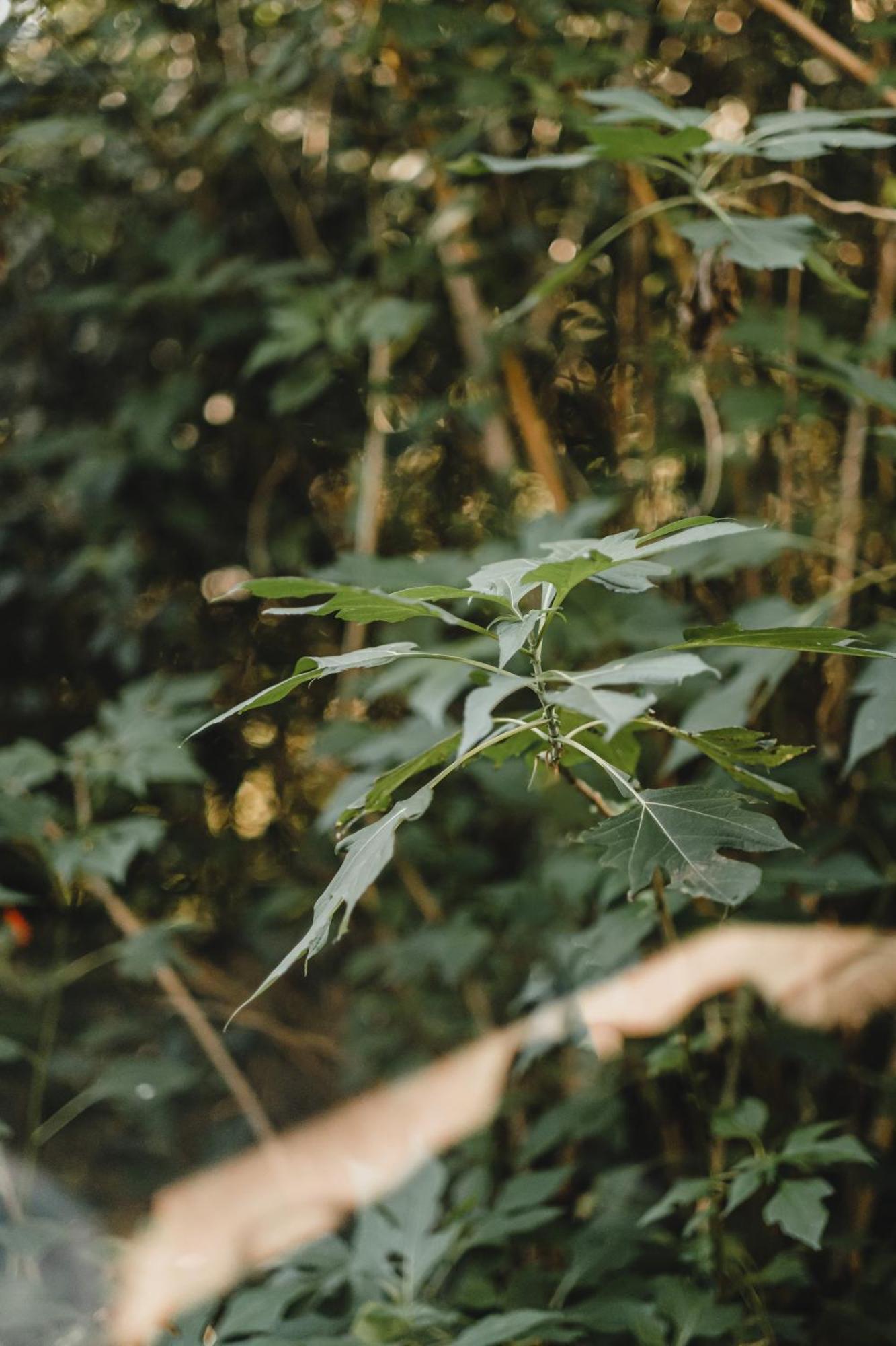 Pousada Colina Verde ガロパバ エクステリア 写真